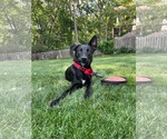 Small Australian Kelpie-German Shepherd Dog Mix