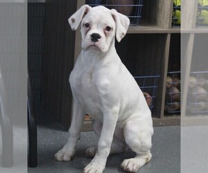 Boxer Puppy for sale in SHIPSHEWANA, IN, USA