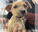 Small #1 Mutt