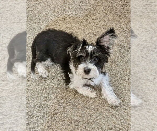 Medium Photo #2 Mutt Puppy For Sale in Omaha, NE, USA