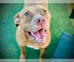 Small #1 American Pit Bull Terrier