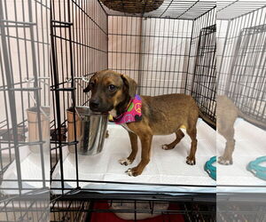 Labbe Dogs for adoption in York, SC, USA