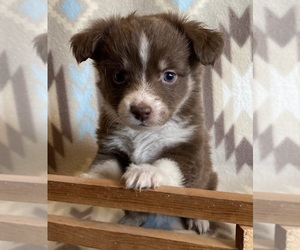 Miniature Australian Shepherd Puppy for sale in FORT MORGAN, CO, USA