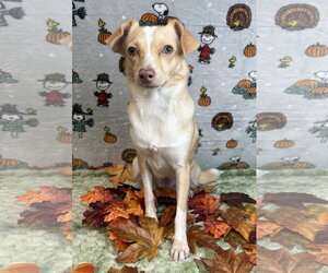 261400  Pandora - Female Mutt Dog for Adoption - Photo #2