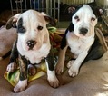 Small Photo #6 American Pit Bull Terrier Puppy For Sale in WILLIAMS, AZ, USA