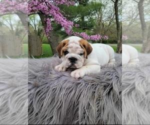 Bulldog Puppy for sale in INDIANAPOLIS, IN, USA