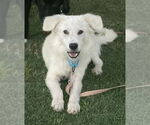 Small #1 Great Pyrenees Mix