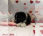 Small #7 Australian Shepherd