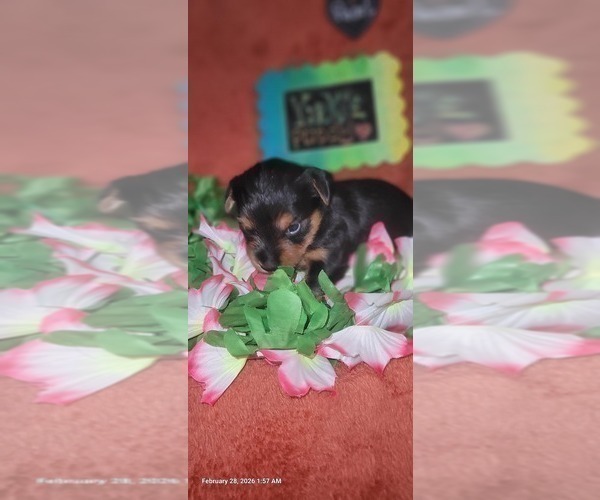 Medium Photo #115 Yorkshire Terrier Puppy For Sale in AKRON, OH, USA