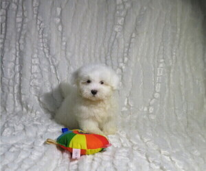Maltese Puppy for Sale in COOKEVILLE, Tennessee USA