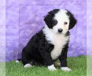 Bernedoodle Puppy for sale in FREDERICKSBG, OH, USA