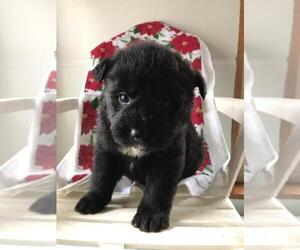 Akita-Poodle (Standard) Mix Puppy for sale in EAST LANSING, MI, USA