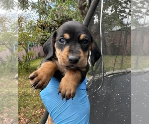 Dachshund Puppy for sale in FONTANA, CA, USA