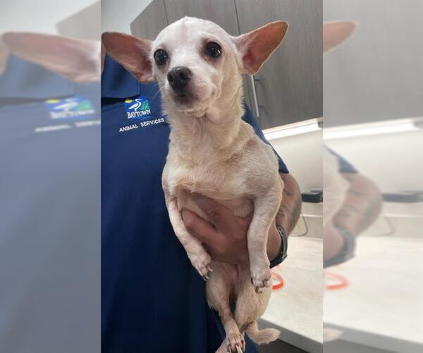 Medium Photo #1 Chihuahua Puppy For Sale in Baytown, TX, USA