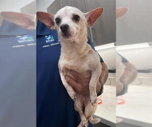 Chihuahua Dogs for adoption in Baytown, TX, USA