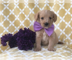 Double Doodle Puppy for sale in LAKELAND, FL, USA