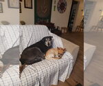 Small #3 Retriever  Mix