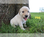 Small Photo #9 Golden Retriever Puppy For Sale in LA RUSSELL, MO, USA