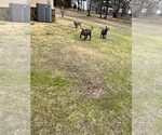 Small Photo #1 American Bully Puppy For Sale in LONGVIEW, TX, USA