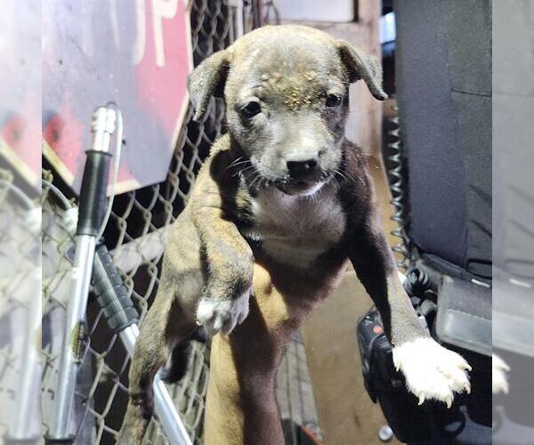 Medium Photo #1 Mutt Puppy For Sale in San Antonio, TX, USA