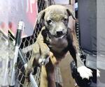 Small Mutt