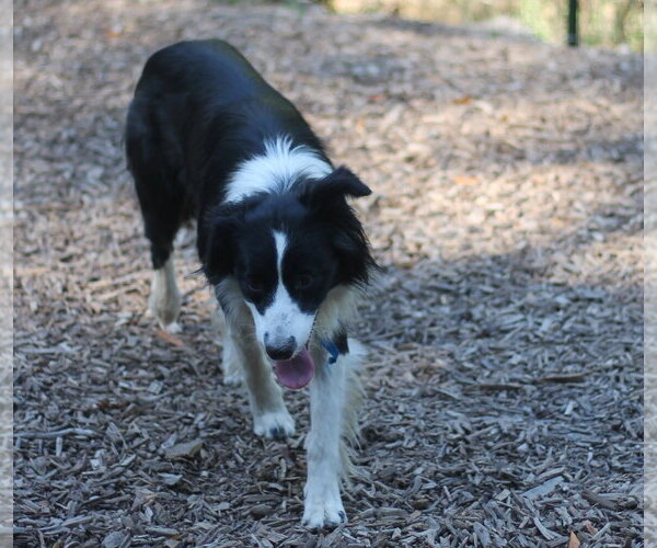 Medium Photo #1 Border Collie Puppy For Sale in Paso Robles, CA, USA