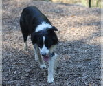 Streak - Female Border Collie Dog for Adoption - Small photo