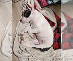 Small #1 American Staffordshire Terrier-Labrador Retriever Mix