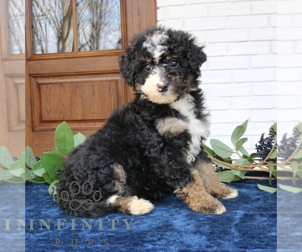 Medium Photo #4 Bernedoodle (Miniature) Puppy For Sale in PARADISE, PA, USA