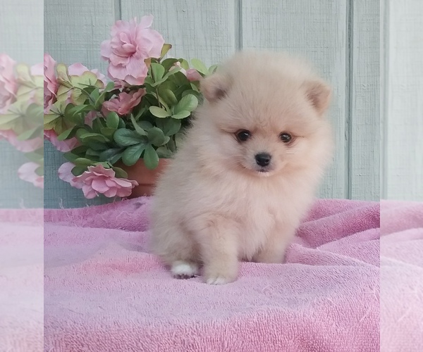 Medium Photo #1 Pomeranian Puppy For Sale in BEVERLY HILLS, CA, USA