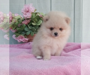 Medium Pomeranian