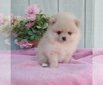 Puppy 5 Pomeranian