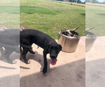 Small #3 Great Dane