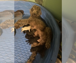 Mother of the Labradoodle puppies born on 02/25/2021