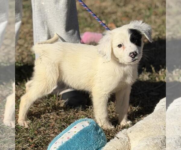 Medium Photo #2 Labrador Retriever-Unknown Mix Puppy For Sale in Yardley, PA, USA