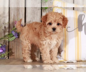Cavapoo Puppy for sale in MOUNT VERNON, OH, USA