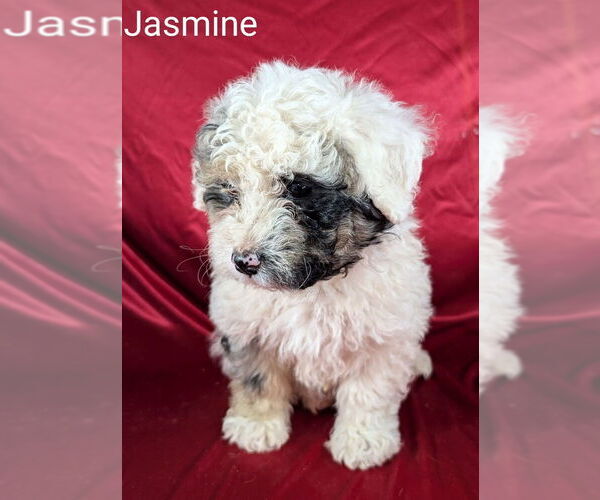 Medium Photo #7 Bernedoodle (Miniature) Puppy For Sale in CANON CITY, CO, USA