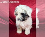 Small Photo #7 Bernedoodle (Miniature) Puppy For Sale in CANON CITY, CO, USA