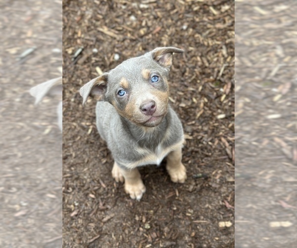 Medium Photo #2 Australian Kelpie Puppy For Sale in CAMAS, WA, USA