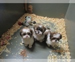 Small Photo #12 Shih Tzu Puppy For Sale in CARROLLTON, GA, USA