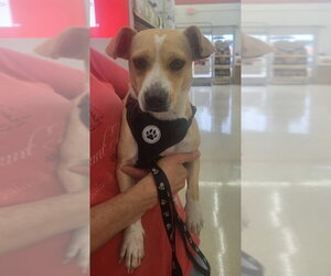 June Bug - Female Jack Chi Dog for Adoption - Photo #2