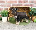 Small #4 Schnauzer (Miniature)