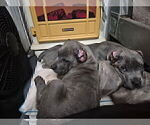 Litter of 10 - Male(s) and Female(s) Cane CorsoLitter of Puppies for Sale - Photo #6