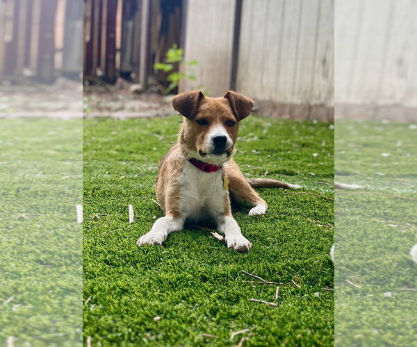 Medium Photo #4 Mutt Puppy For Sale in Sandy, UT, USA