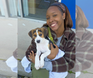 Autumn - Female Mutt Dog for Adoption - Photo #4
