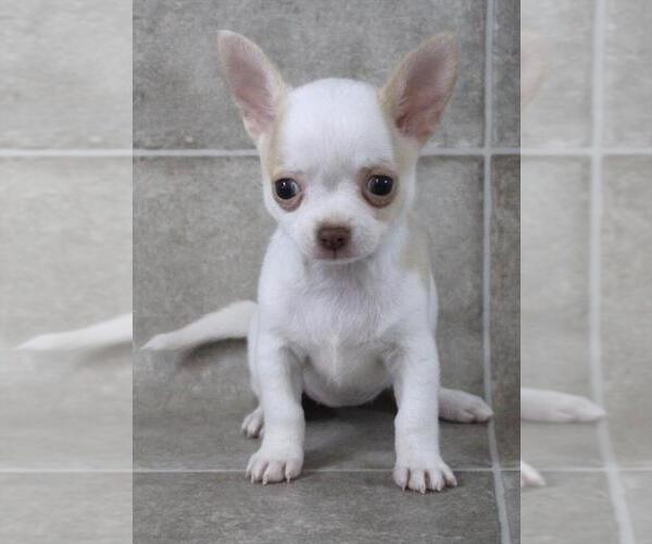 Medium Photo #11 Chihuahua Puppy For Sale in BOSTON, MA, USA