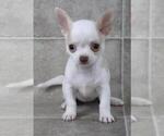 Small #10 Chihuahua