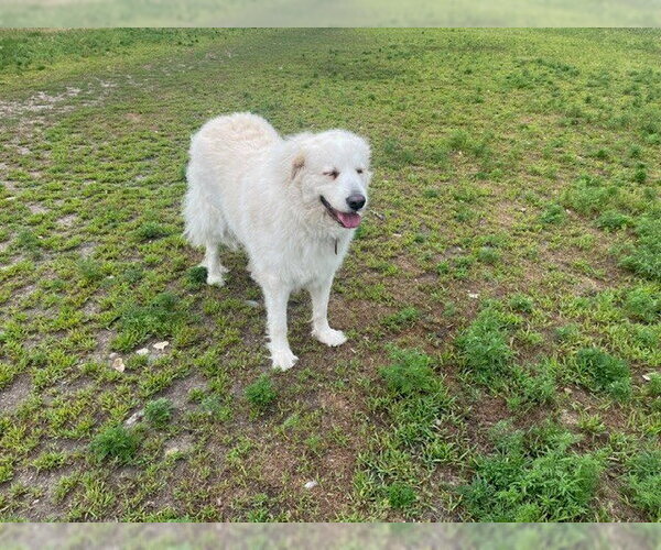 Medium Photo #6 Great Pyrenees Puppy For Sale in Spring, TX, USA
