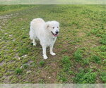 Small #5 Great Pyrenees