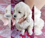 Puppy 8 English Cream Golden Retriever-Poodle (Miniature) Mix